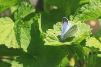 Celastrina argiolus