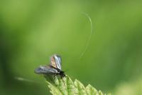 Adela reaumurella
