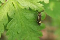 Esperia sulphurella