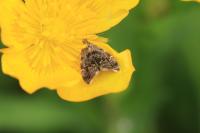 Anthophila fabriciana