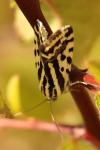 Emmelia trabealis