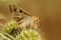 Heliothis viriplaca
