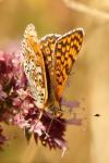 Melitaea cinxia