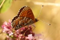 Melitaea cinxia