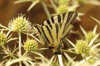Iphiclides podalirius
