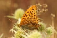 Argynnis paphia