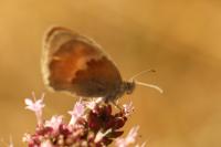 Coenonympha pamphilus