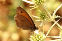 Maniola jurtina
