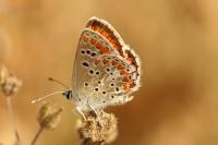 Aricia agestis