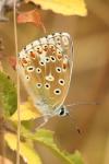 Lysandra bellargus