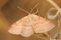 Scopula rubiginata