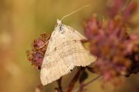 Aplocera efformata/plagiata