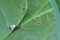 Notocelia cynosbatella