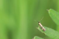 Bucculatrix nigricomella