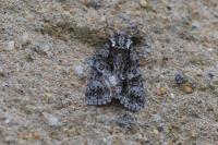 Acronicta rumicis