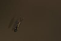 Esperia sulphurella
