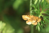 Pseudopanthera macularia