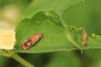Olethreutes arcuella