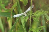 Pterophorus pentadactylus