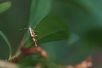 Argyresthia pruniella
