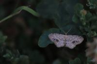 Idaea dimidiata