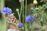 Vanessa cardui