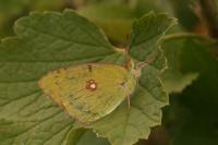 Colias crocea