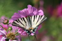 Iphiclides podalirius