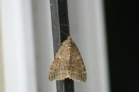 Catocala nupta