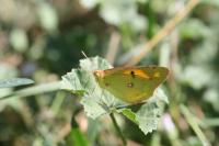 Colias crocea