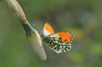 Anthocharis cardamines
