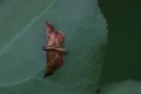 Endotricha flammealis