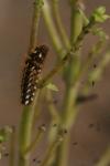 Acronicta rumicis