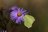 Gonepteryx rhamni