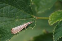 Agriphila straminella