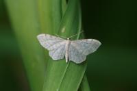 Idaea fuscovenosa
