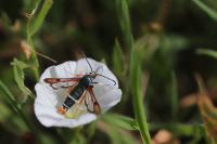Pyropteron chrysidiforme