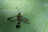 Synanthedon tipuliformis
