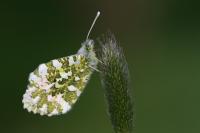 Anthocharis cardamines