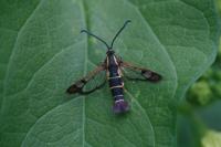 Synanthedon tipuliformis