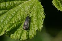 Adela reaumurella