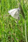 Pieris napi