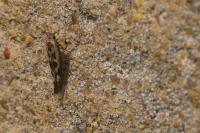 Scythris limbella