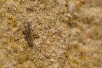 Scythris limbella