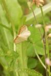 Idaea humiliata