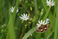 Panemeria tenebrata