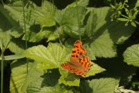 Polygonia c-album