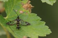 Synanthedon tipuliformis