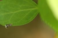 Stigmella