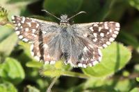 Pyrgus malvae